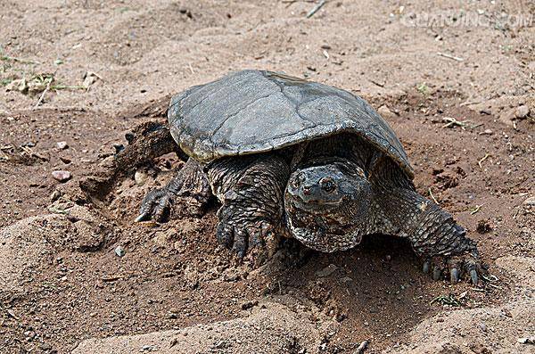 What are the contraindications to keeping snapping turtles, exotic species with caution