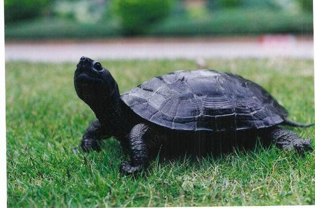 Brazilian tortoise can grow how big, depending on how you raise