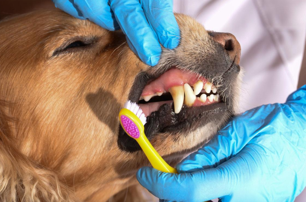How should we take care of the dog’s teeth