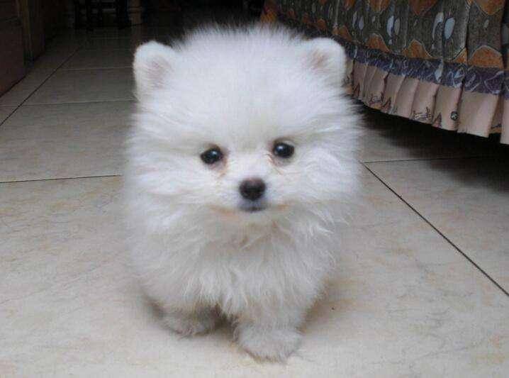 The breeding method of Pomeranian dogs is actually very simple