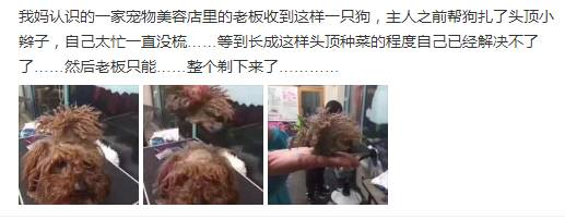 The hair must be taken care of, otherwise it will be like this netizen