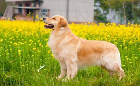 What foods do golden retriever eat? In fact, many foods can be fed