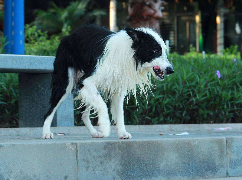 What do border shepherd like to eat?There are too many things you like to eat