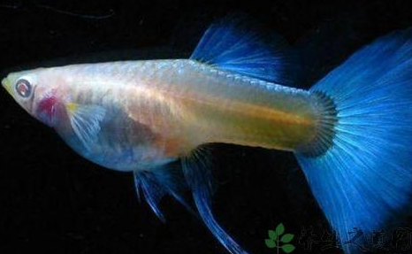How to raise phoenix fish?Is it the same as fish?