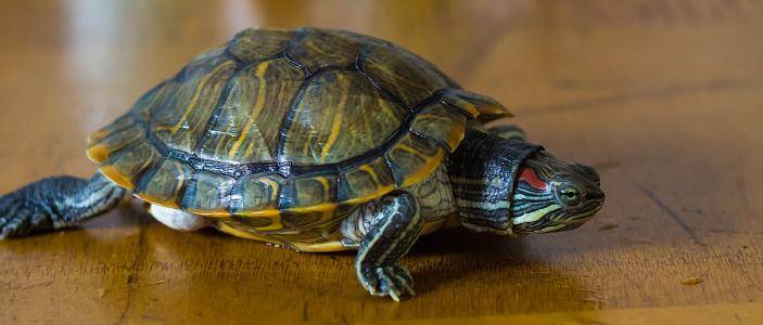 How to raise a turtle?First understand these basic common sense