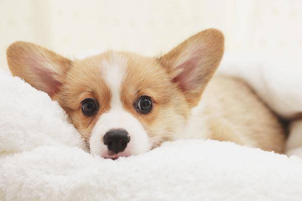 How long does it take for dog food to eat for puppies?Based on these situations