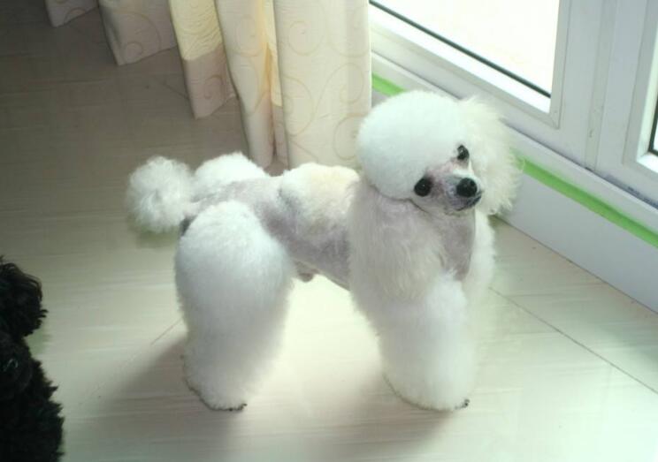 How to keep the hair of poodles soft and shiny!