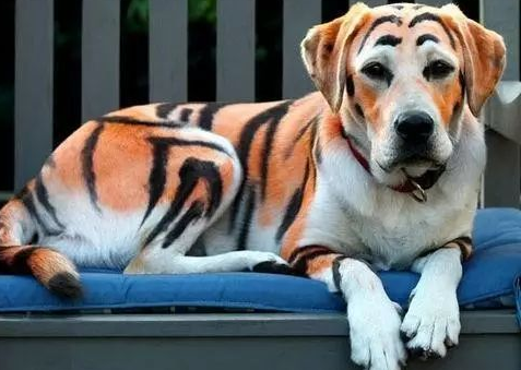 Can you dye the dog?Is dyeing good?