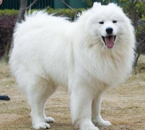 What can Samoyed eat?There are a lot of people who can eat