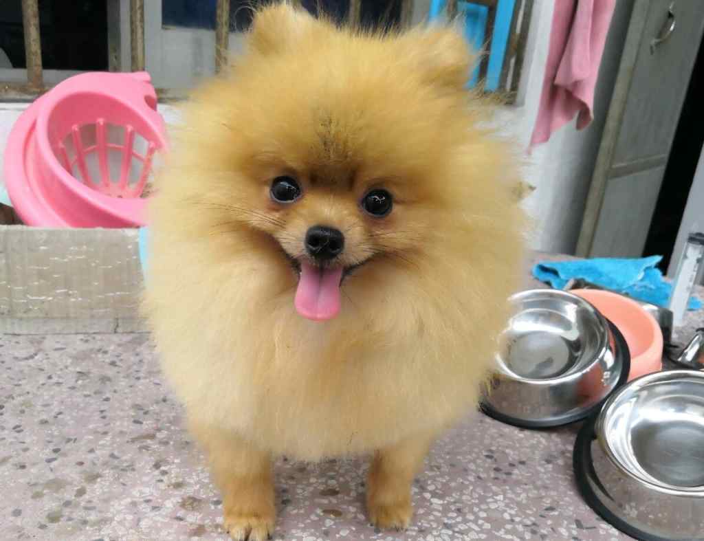 What should I do to keep my Pomeranian’s coat silky smooth?