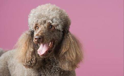 What fruits can poodles eat, and these can be eaten in moderation