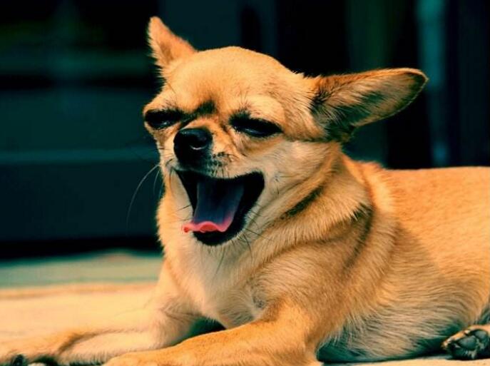 How should I brush my Chihuahua dog’s teeth?