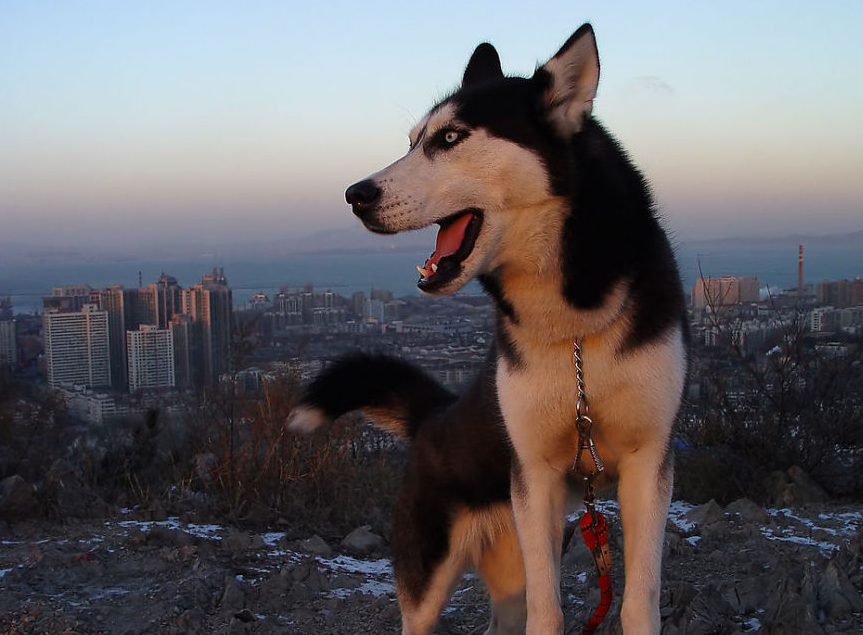 Huskies are not only great at tearing down homes, they are also great at digesting.