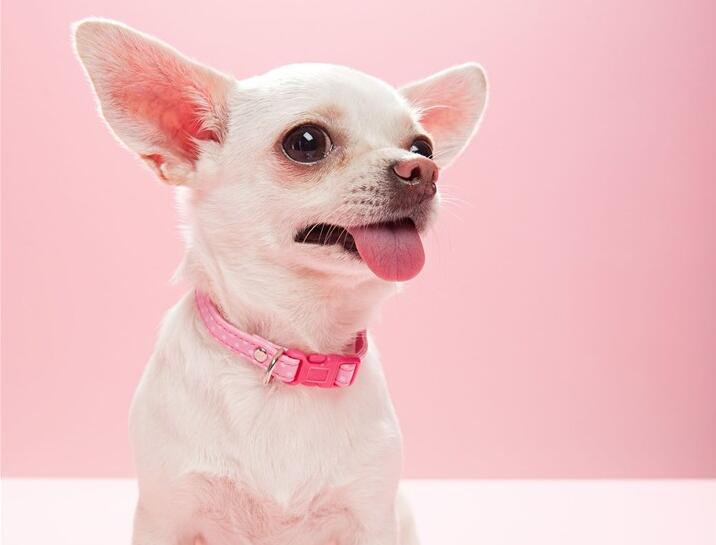 Daily cleaning and grooming for Chihuahuas