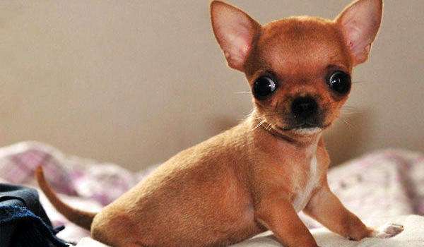 What to look for when clipping and grooming a Chihuahua!