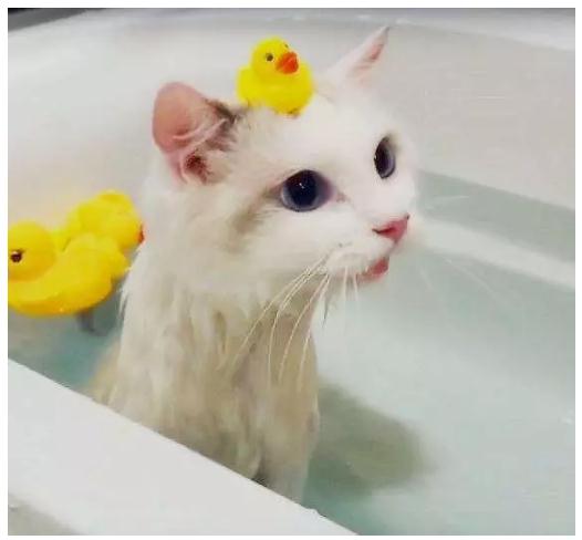 How to get a Ragdoll cat to take a good bath?