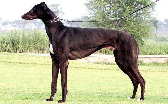How much is the right amount to feed a Greyhound in a day? Varies according to age