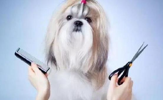 How to Groom a Shih Tzu