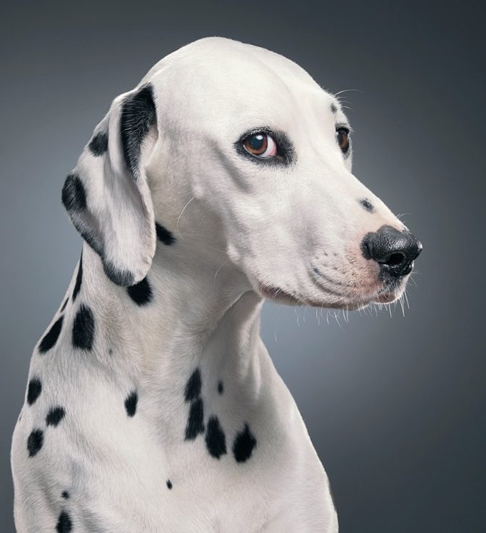 These breeds may remember you for a long, long time