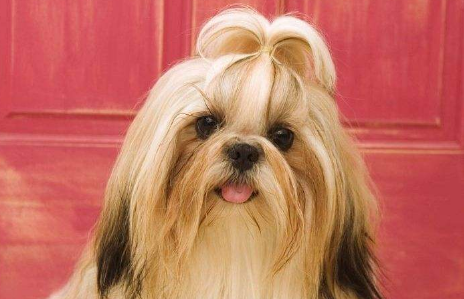 Do you know if Shih Tzus shed?
