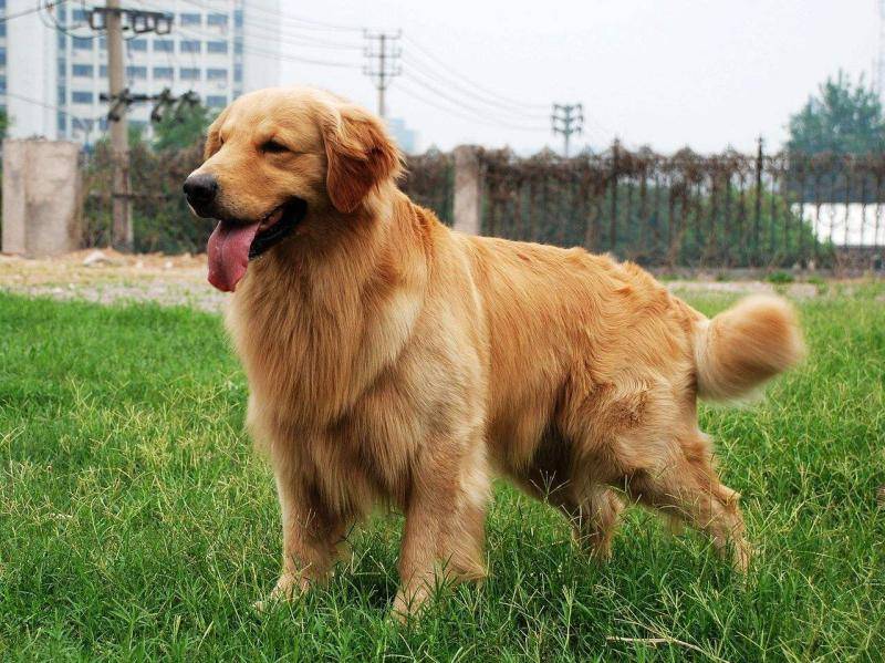 What can a Golden Retriever eat? There are so many different kinds of food.