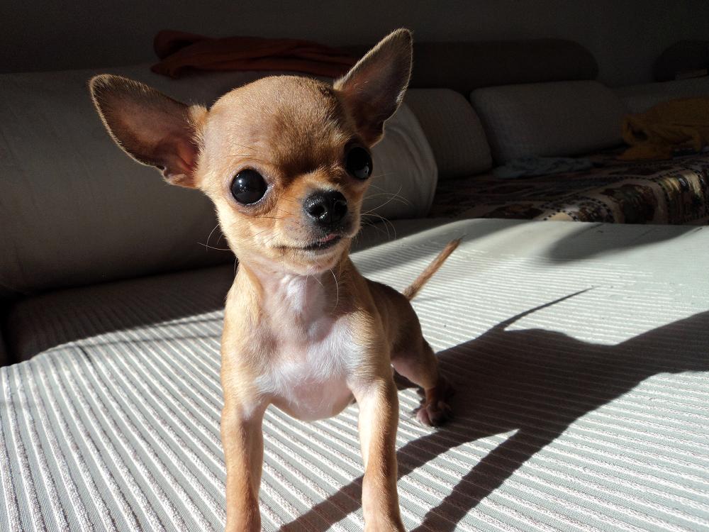 Do you know about the problem of overgrown foot hair in Chihuahuas?