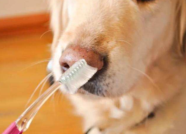 Showing you how to brush your dog’s teeth