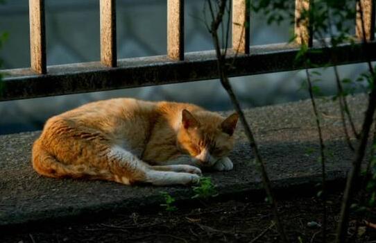 Do Chinese field cats lose hair badly?