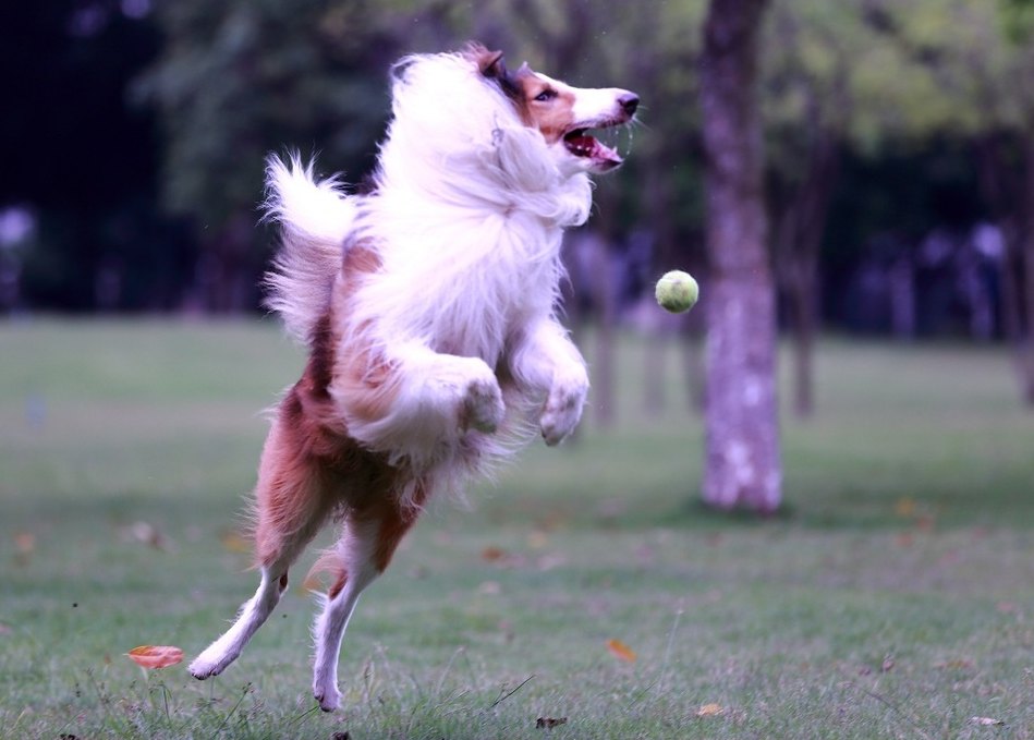Teaching you to take great photos of dogs in motion