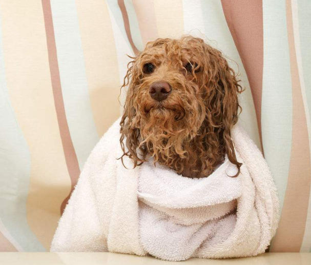 How often is it better to bathe your dog in between
