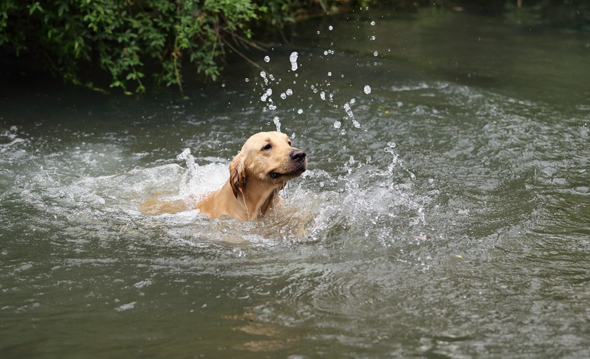 Some dogs don’t know how to swim. Don’t hurt them.