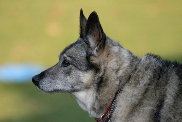 A little bit of trivia about the small breed Norwegian Elkhound.