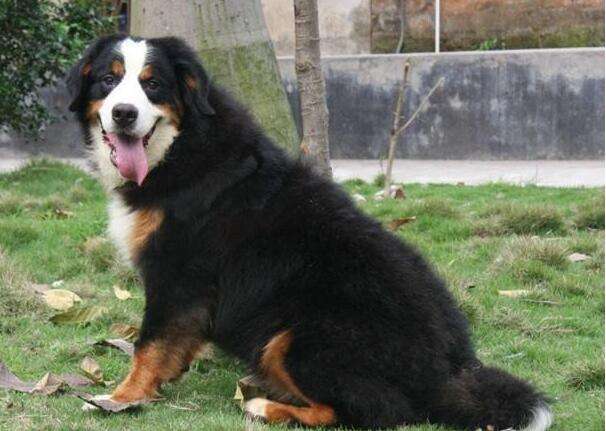 How to Help Cut Your Bernese Mountain Dog’s Nails