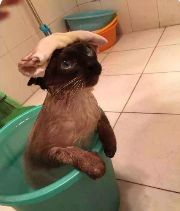 Siamese Cat Bathing