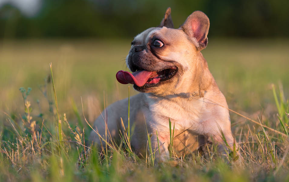 Australian Bulldog Characteristics and Temperament