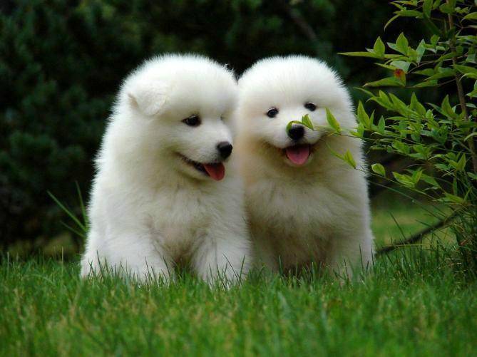 What do Samoyed puppies eat? It’s not really that delicate
