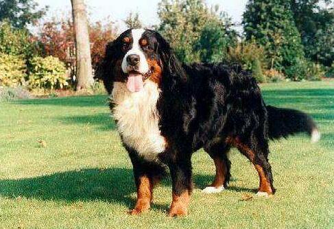 What are some beautiful hair tips for Bernese Mountain