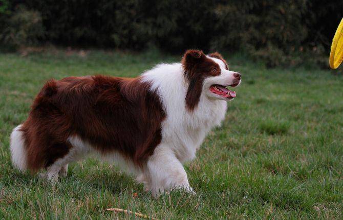 Can dogs eat tofu? Of course it’s okay.