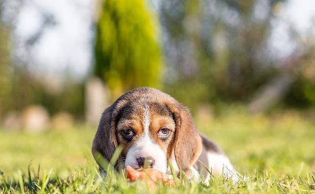 When to wean a puppy? Here’s what the nutritionist says