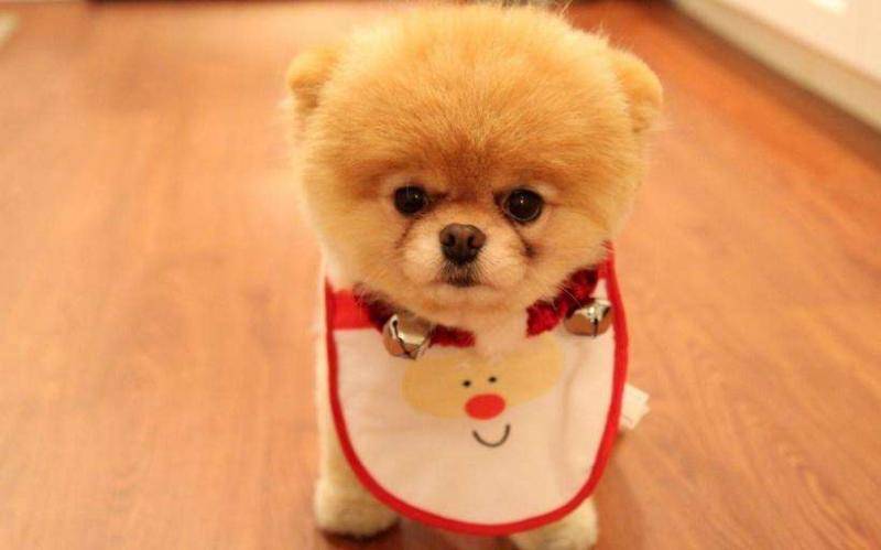 What are the best foods for Pomeranians? Recommend these kinds of food