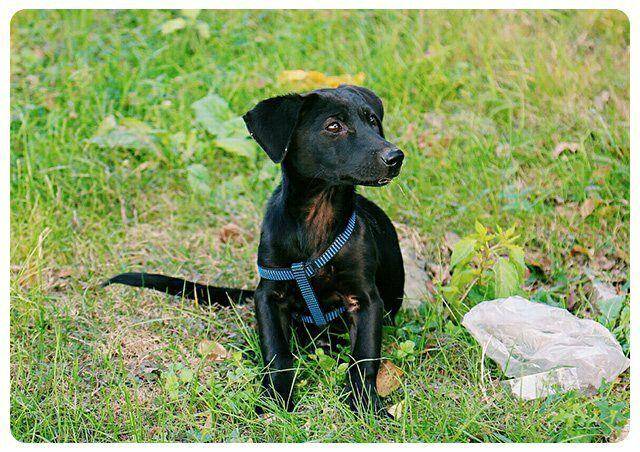 How many times a day is better to feed your dog? It varies with age