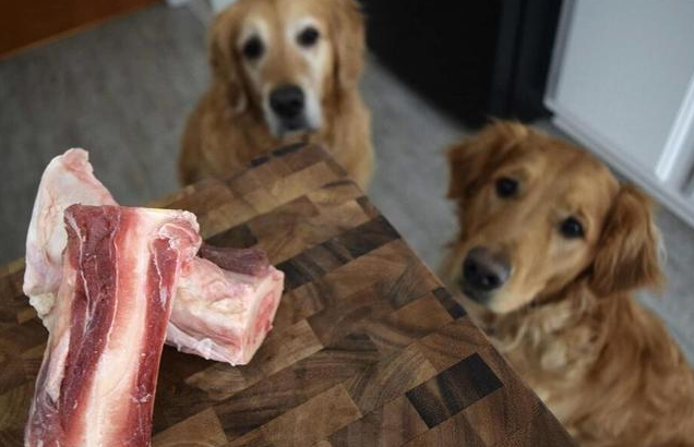 Dogs are good to eat more of these foods in the summer
