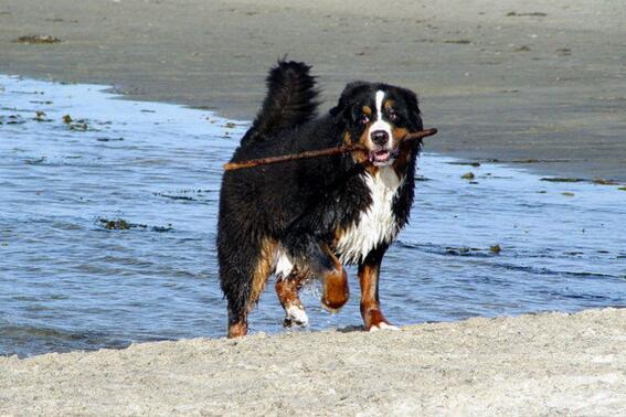 What Foods Are Good for Bernese Mountain Dog Coats