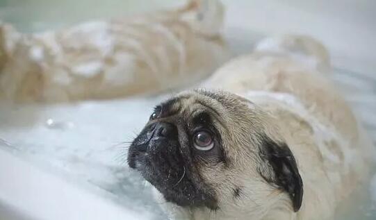 How to bathe a pug