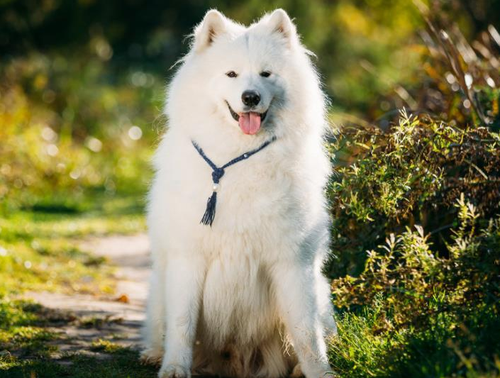 When is the best time to start training a Samoyed
