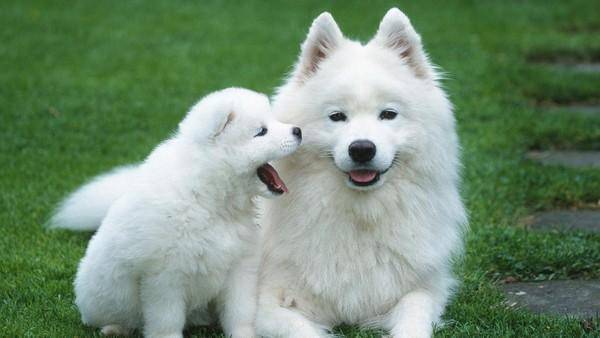 Do Samoyeds eat a lot? I can only tell you this.