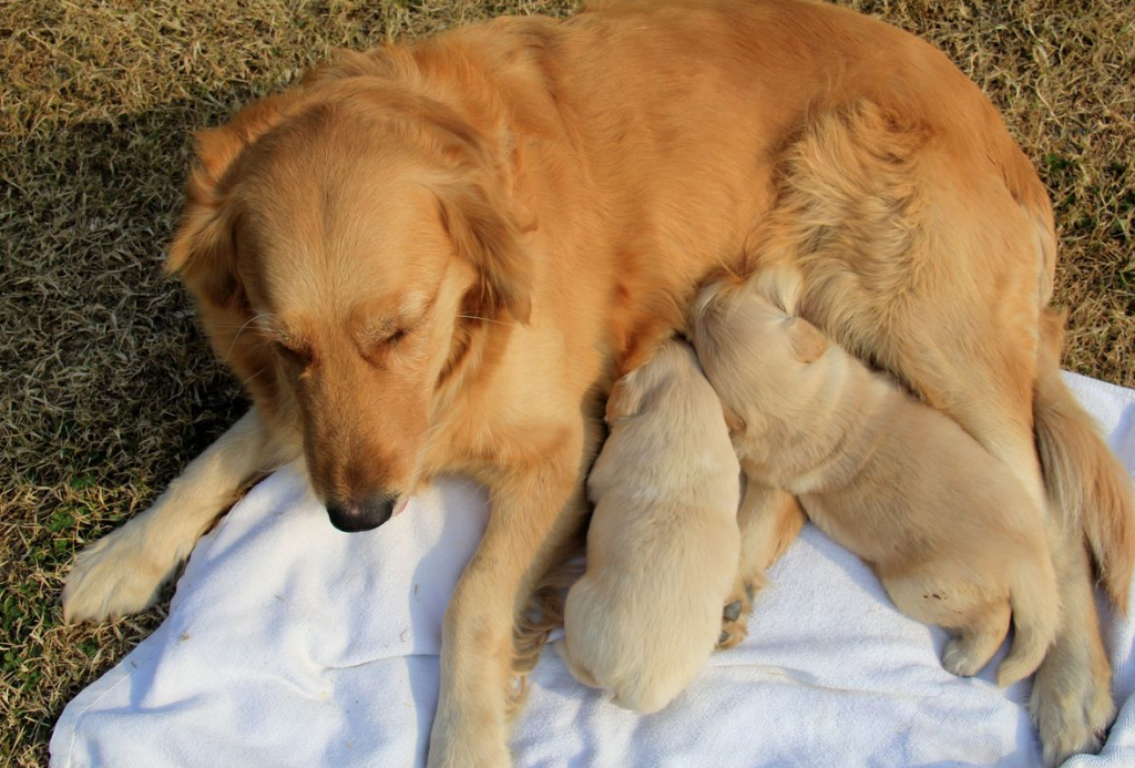 Dogs sneezing all the time may be more than just a simple cold