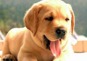 What is the best thing to feed your Labrador? The first choice is naturally dog food