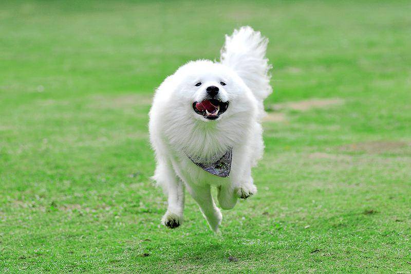 Can Samoyed eat rice? Not just rice