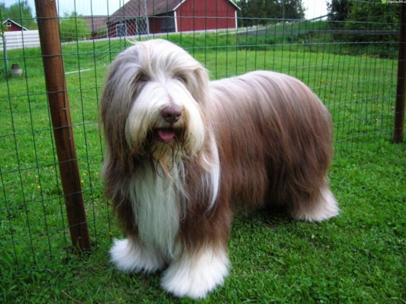 Do Ancient Shepherds need a trim in the summer?